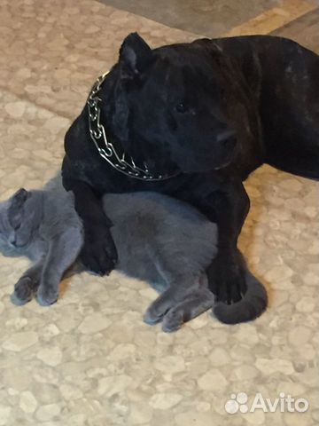 Кане корсо