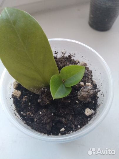 Замиокулькас