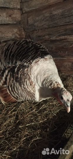 Утята,утки голубой Фаворит,гуси Линда