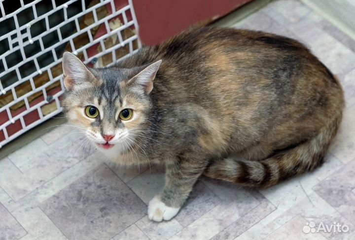 Кошка на счастье