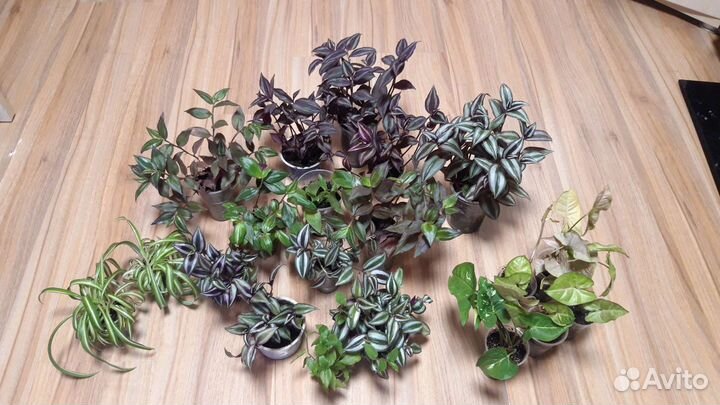 Традесканции и другие комнатные цветы