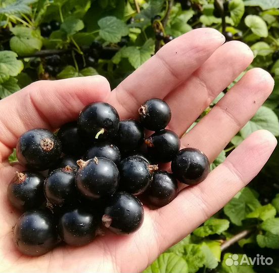 Смородина Чёрная