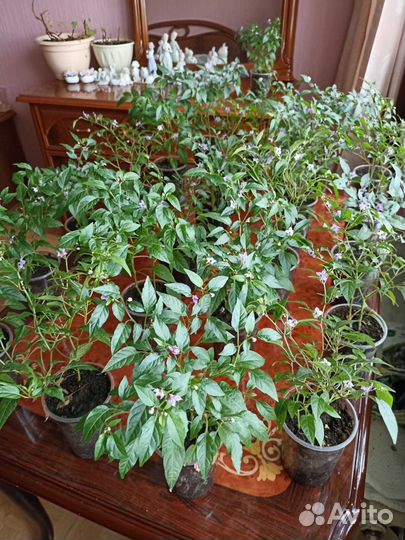 Перец комнатный острый «мексиканец» на цвету