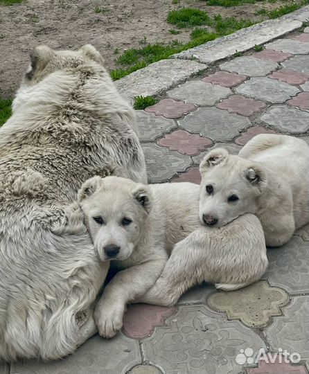 Щенки сао алабай