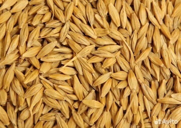 Продам ячмень