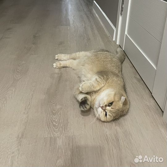 Шотландская вислоухая кошка