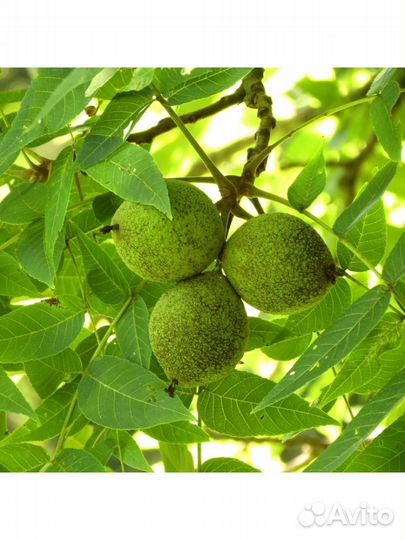 Чёрный орех зрелый(опад)