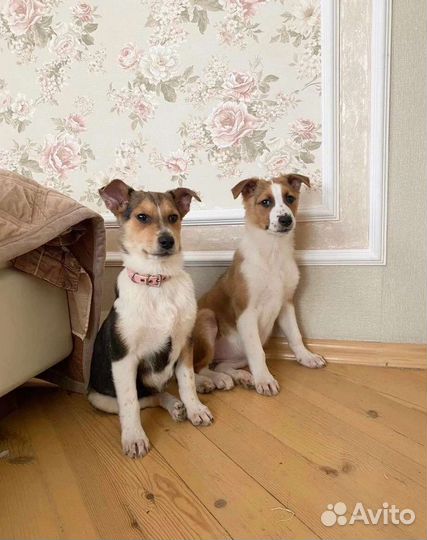 Щенки в поиске хозяев