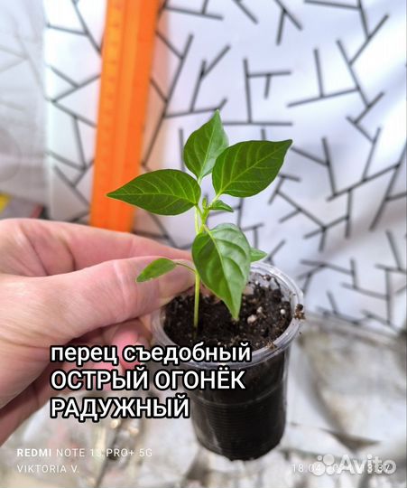 Перчик острый 3 вида