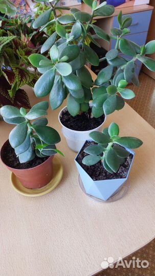 Толстянка (денежное дерево)