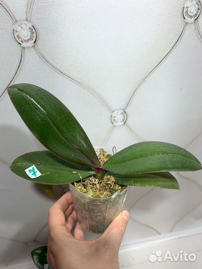 Бабочка Жёлтый шоколад орхидея