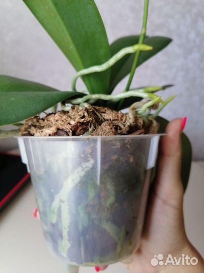 Орхидея фаленопсис Бургундия