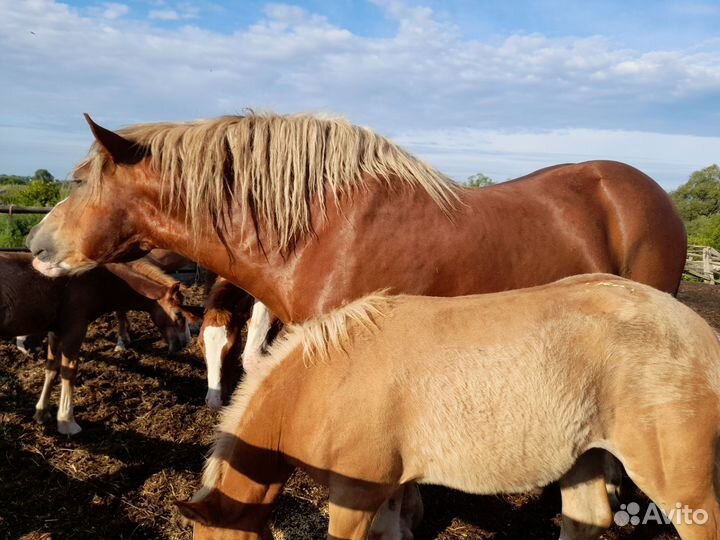 Продам жеребца тяжеловоза 6 лет