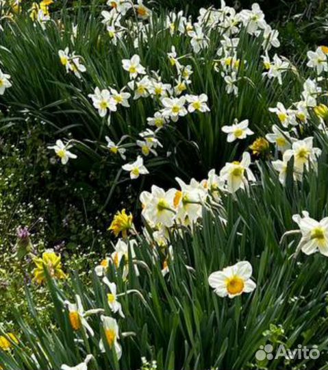 Луковицы нарциссов