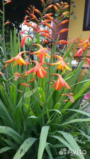 Китайский гладиолус