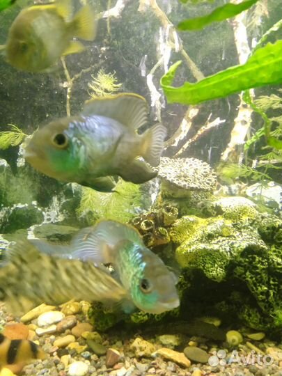 Нанокара аквариумная рыбка