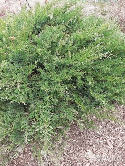 Можжевельник