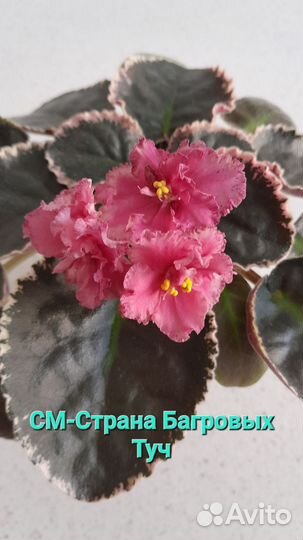 Черенки фиалок