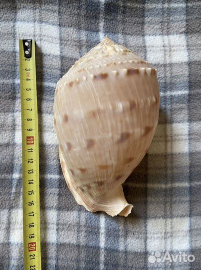 Ракушка 15-20см