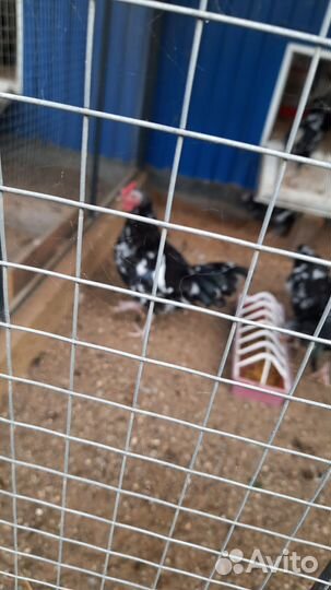 Курятник утепленный