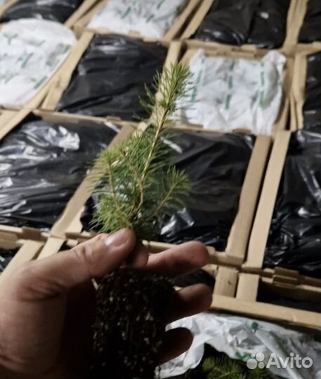 Сеянцы ели европейской зкс