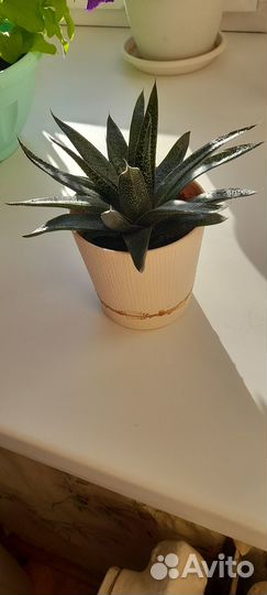 Комнатные цветы алоэ
