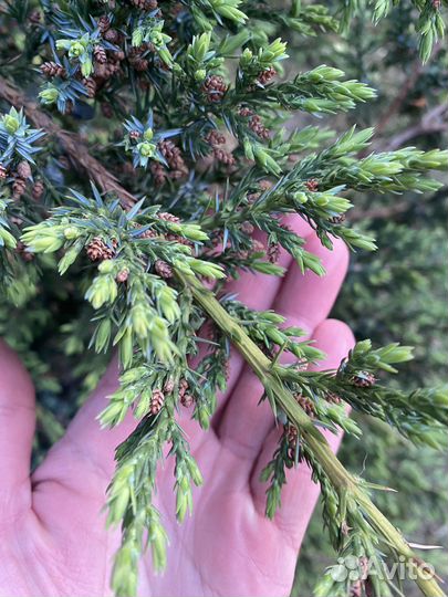 Можжевельник куст большемер 180-200 см