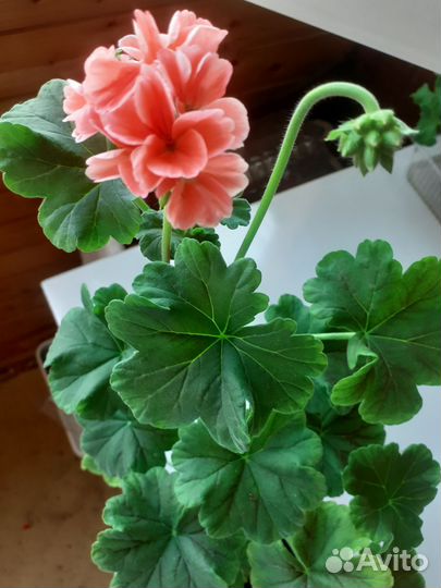 Герань пеларгония