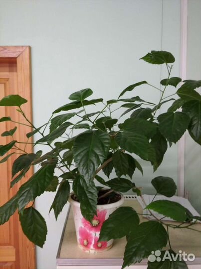 Гибискус, сингониум, спатиффилум