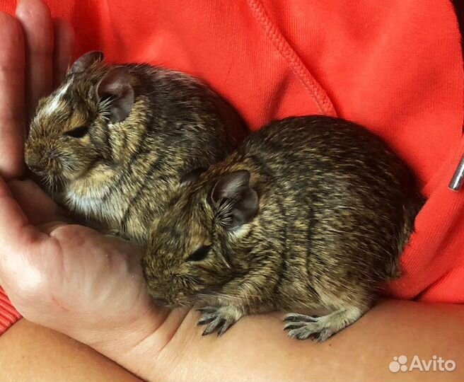 Белка дегу 2 сестры (продаются только вместе)