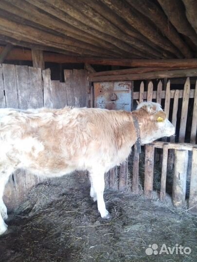 Телка 1.2года