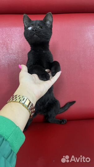 Особенный котик