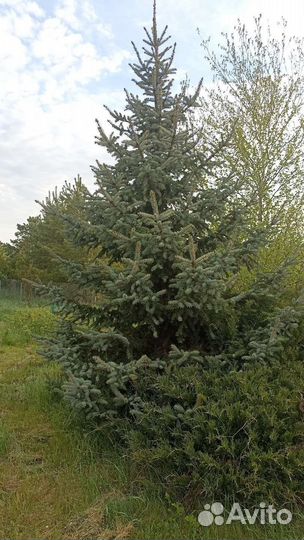 Ель колючая Глаука ф. голубая