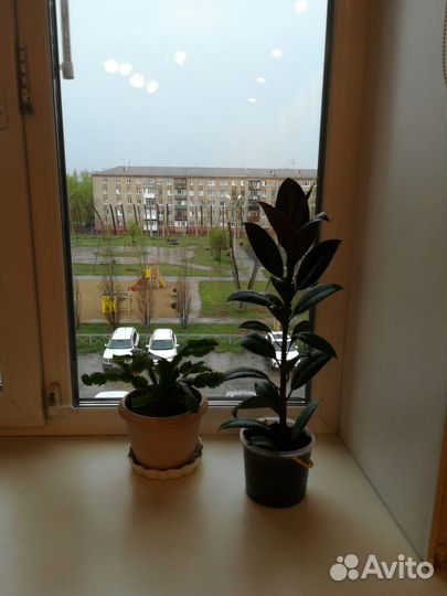 Фикус каучуконосный