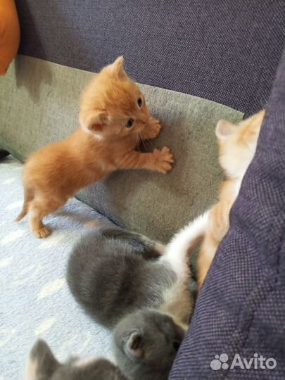 Кошка в дар