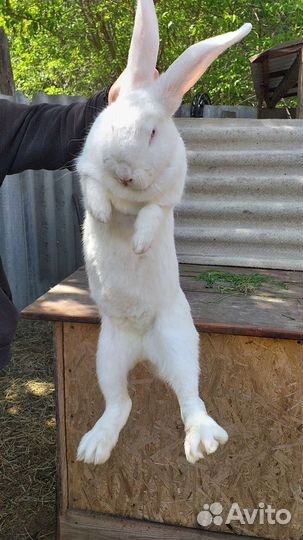 Кролики фландр и ризен