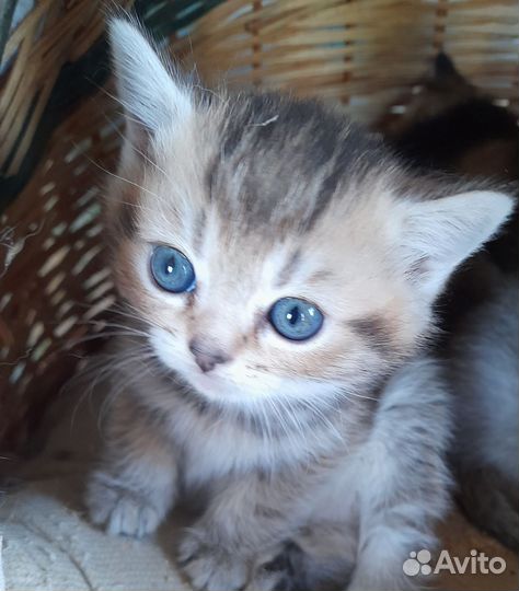 Котята британцы