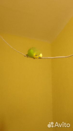 Волнистый попугай ручной