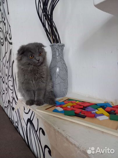 Шотландская кошечка