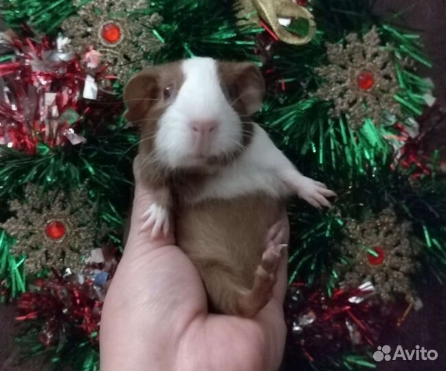 Морская свинка девочка 1 мес