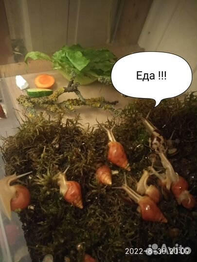 Улитки Лимиколярии и Караколусы