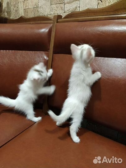 Отдам кота в добрые руки