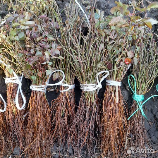 Подвой для роз,шиповник не колючий от 1тыс штук