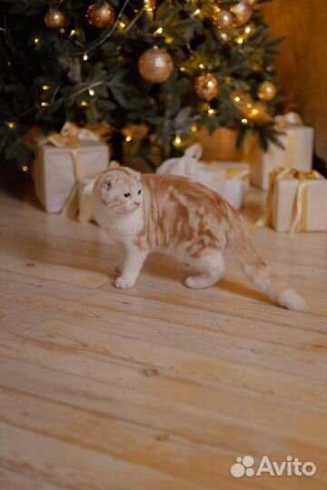 Шотландский кот вязка