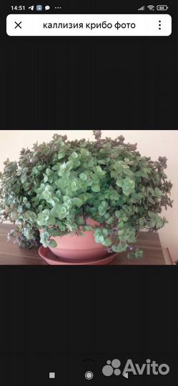 Каллизия крибо