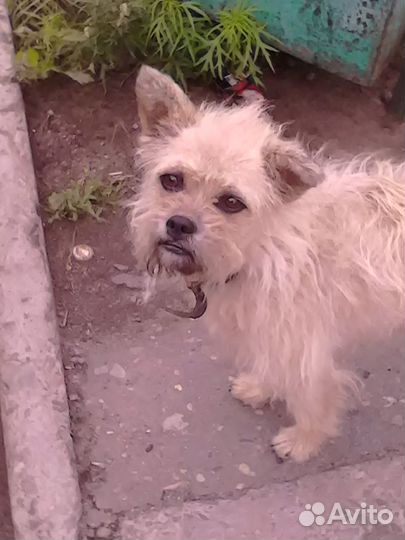 Нашлась собака