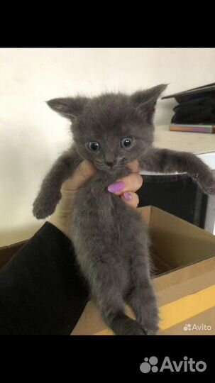 Котята