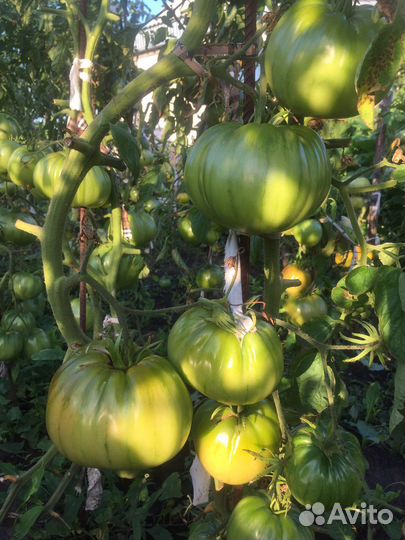 Помидоры, кабачки