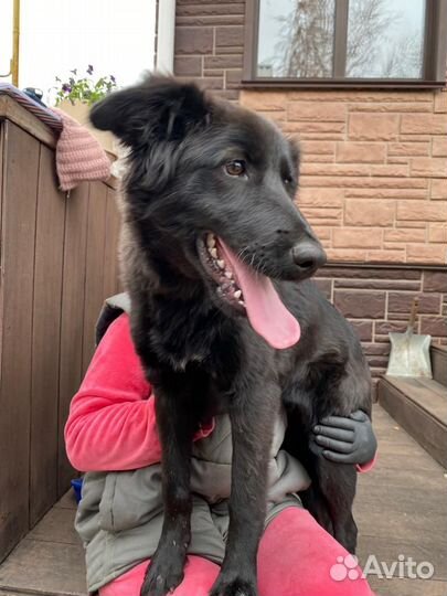 Собака Девочка Бэтти