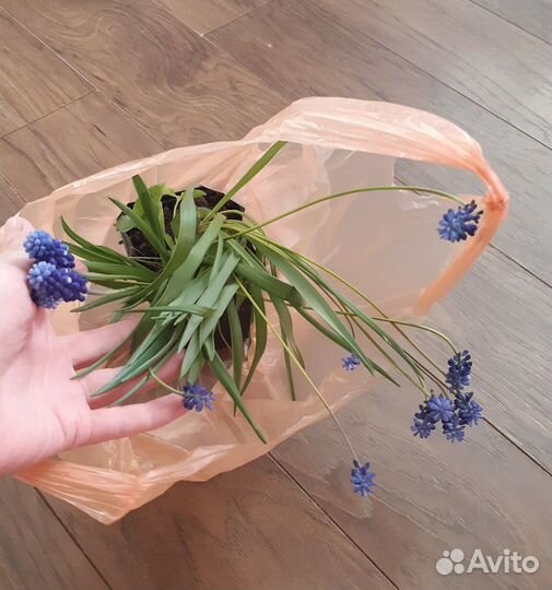 Цветы Мускари